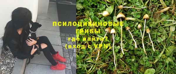 сатива Абинск
