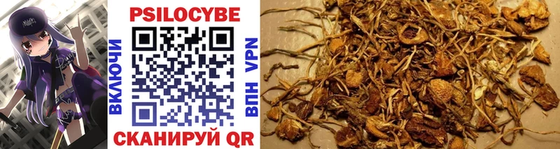 Галлюциногенные грибы Psilocybine cubensis  Богородицк 